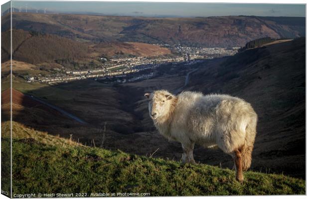 Friendly Sheep in the Rhondda Valleys Canvas Print by Heidi Stewart