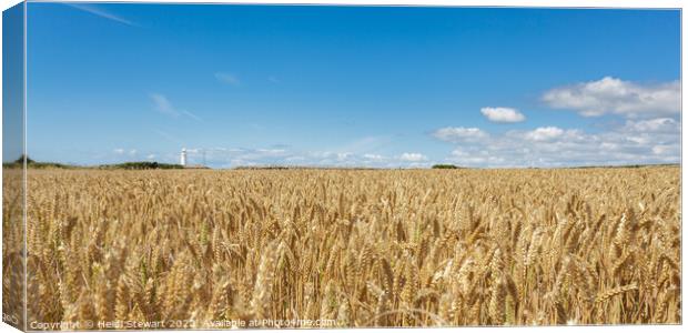 Nash Point Lighthouse and Golden Wheat Fields Canvas Print by Heidi Stewart