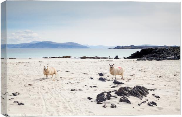 Sheep on the Beach Canvas Print by Heidi Stewart