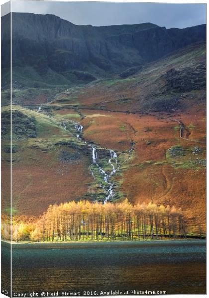 Larch Trees at Buttermere Lake Canvas Print by Heidi Stewart