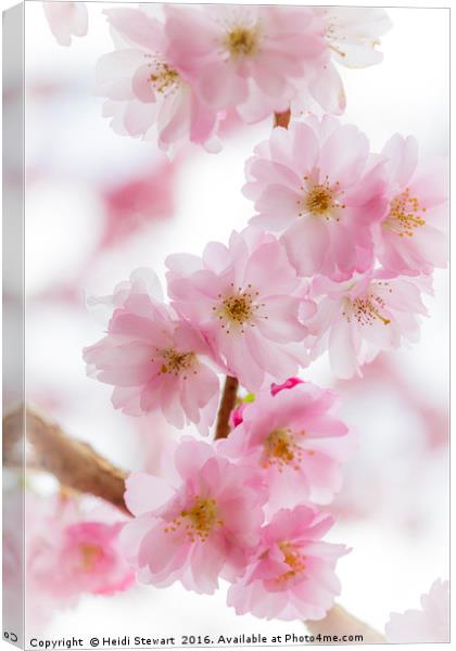 Cherry Blossom Petals  Canvas Print by Heidi Stewart
