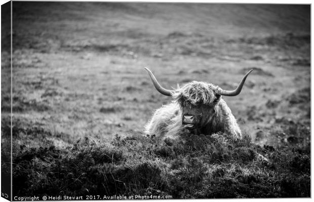 Highland Cow on Skye in Black and White Canvas Print by Heidi Stewart