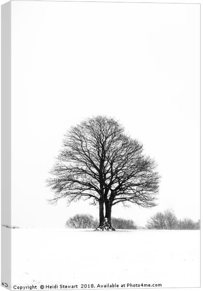 Solitary Tree in the Snow Canvas Print by Heidi Stewart