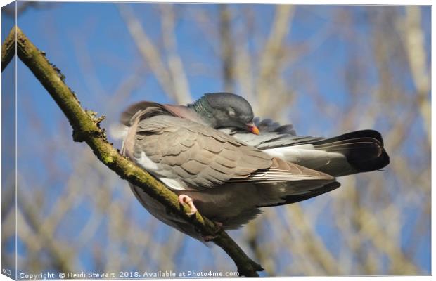 Sleeping Wood Pigeon Canvas Print by Heidi Stewart