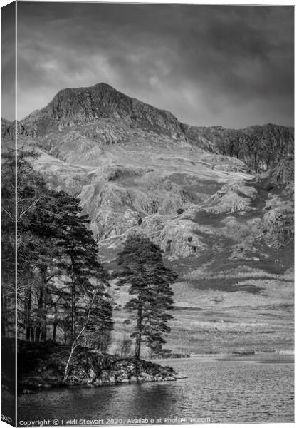 Scots Pine Blea Tarn Canvas Print by Heidi Stewart