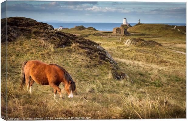 Horse on Ynys Llanddwyn, Anglesey Canvas Print by Heidi Stewart
