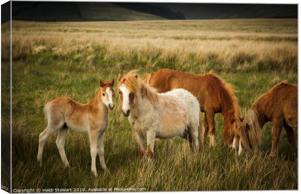 A Family of Ponies Canvas Print by Heidi Stewart
