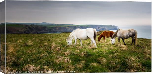 Pembrokeshire Ponies Canvas Print by Heidi Stewart