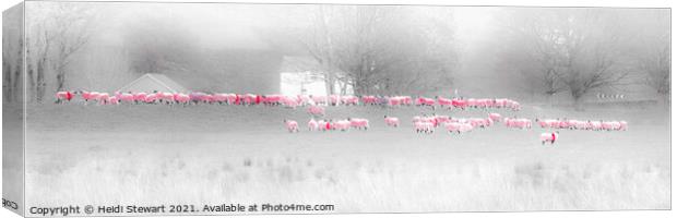 Pink Sheep in the Lake District Canvas Print by Heidi Stewart