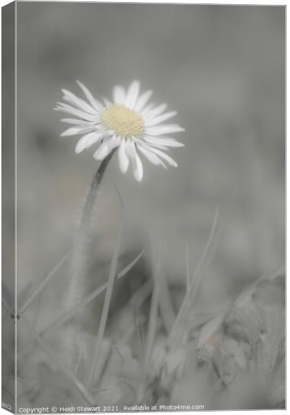 Daisy Canvas Print by Heidi Stewart