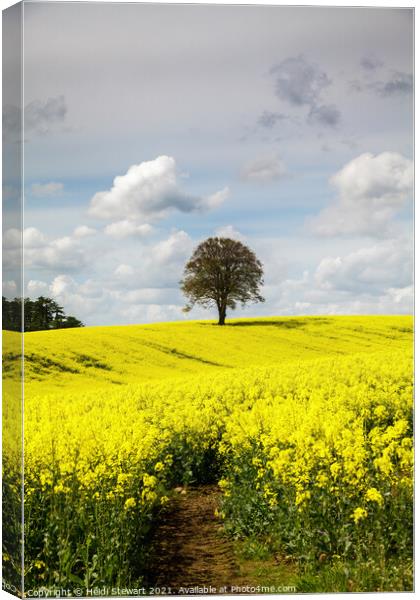 Lone Tree in a Field of Yellow Canvas Print by Heidi Stewart