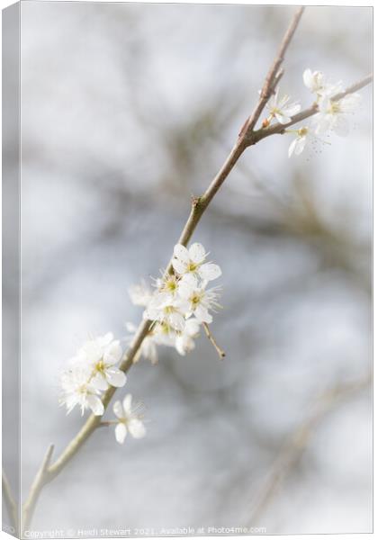 Blackthorn Flowers Canvas Print by Heidi Stewart