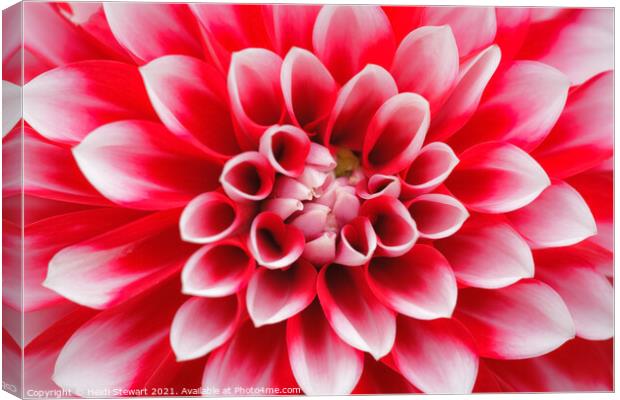 Dahlia Explosion Canvas Print by Heidi Stewart