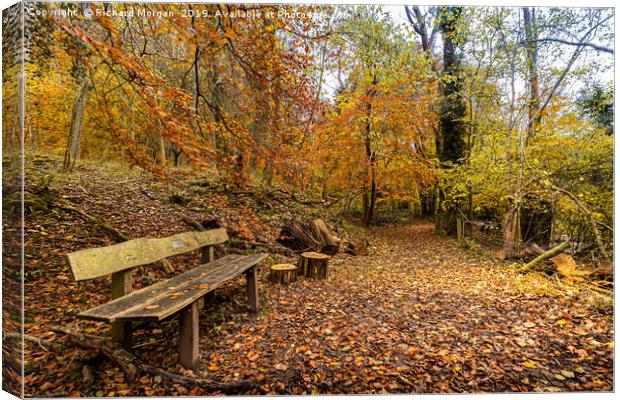 Autumnal Walk  Canvas Print by Richard Morgan