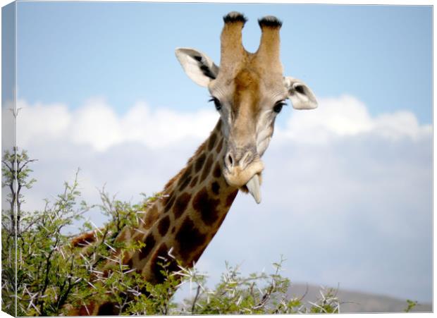 Giraffe in South Africa  Canvas Print by Paul Coleman
