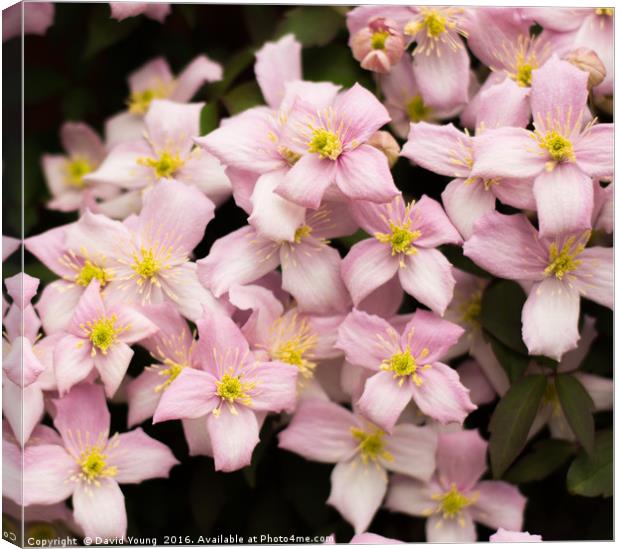 Pink Clematis Canvas Print by David Young