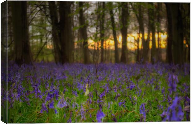 Standing Alone Canvas Print by Anthony Simpson