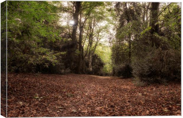 Apley Woods Canvas Print by simon alun hark