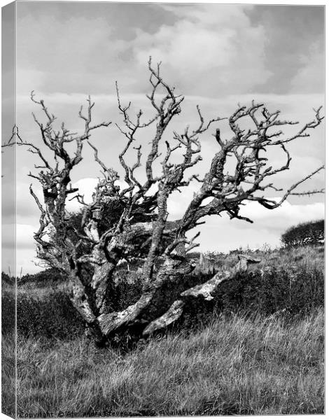 Weather beaten tree on a barren and windswept hill Canvas Print by Alexandra Stevens