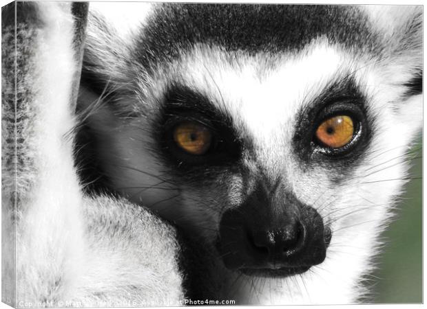 Lemur Canvas Print by Matthew Hark