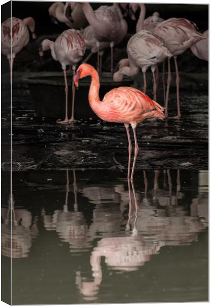 Flamingoes Canvas Print by Matt Johnston