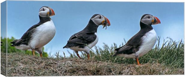 Puffins with Sand EEls Canvas Print by Matt Johnston