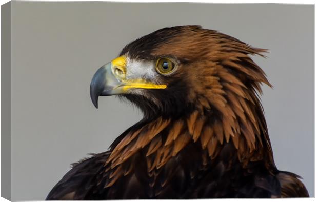 Golden Eagle Portrait Canvas Print by Matt Johnston