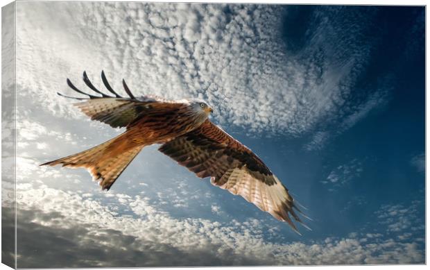 Red Kite in Flight Canvas Print by Matt Johnston