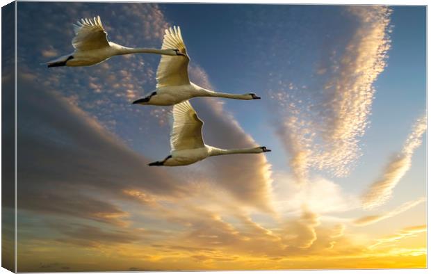 Swans in Evening Flight Canvas Print by Matt Johnston