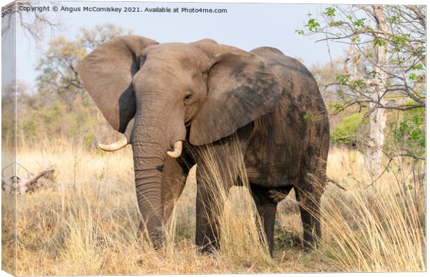 Mature bull elephant in grassland, Botswana Canvas Print by Angus McComiskey