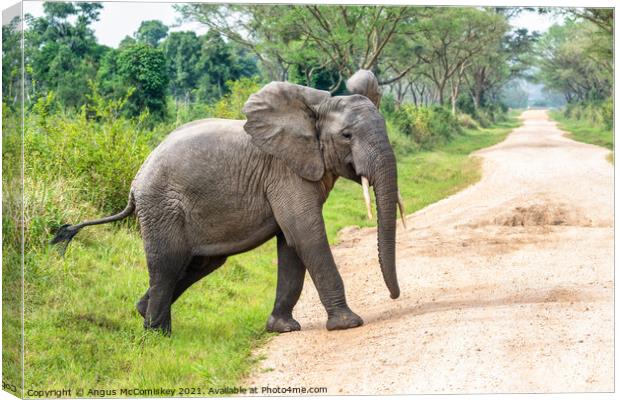 Young bull elephant crossing track in Uganda Canvas Print by Angus McComiskey