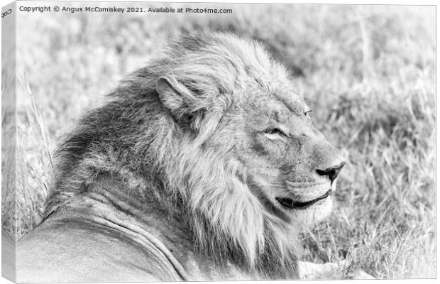 High key mono portrait of a male lion, Botswana Canvas Print by Angus McComiskey