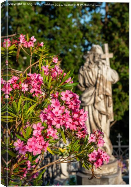 Pink oleander flowers and marble statue, Croatia Canvas Print by Angus McComiskey