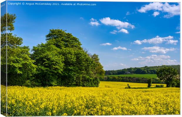 Yellow rapeseed field near Dalmeny, Scotland Canvas Print by Angus McComiskey