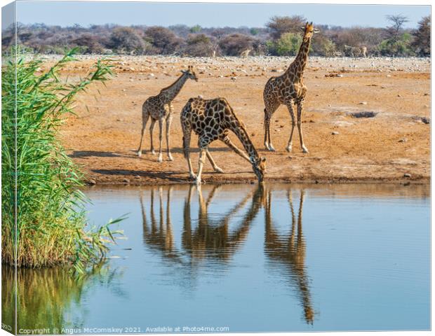 Giraffe family drinking at waterhole Canvas Print by Angus McComiskey