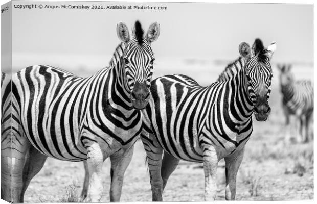 Pair of curious zebras mono Canvas Print by Angus McComiskey