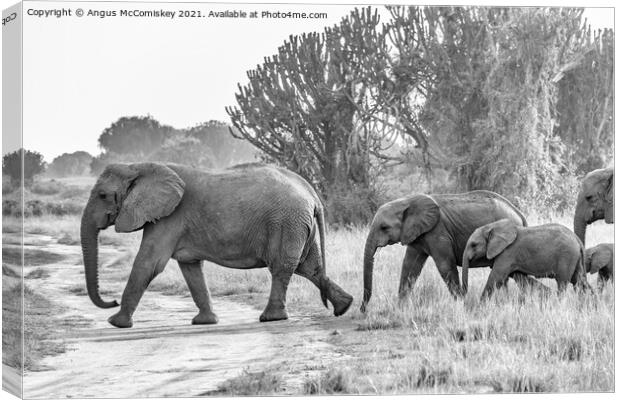 Family of elephants on the move, Uganda mono Canvas Print by Angus McComiskey