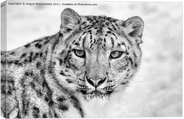 Snow leopard face to face mono Canvas Print by Angus McComiskey