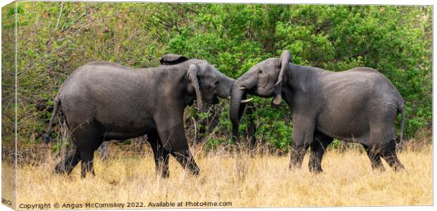 Sparring young African bull elephants Canvas Print by Angus McComiskey