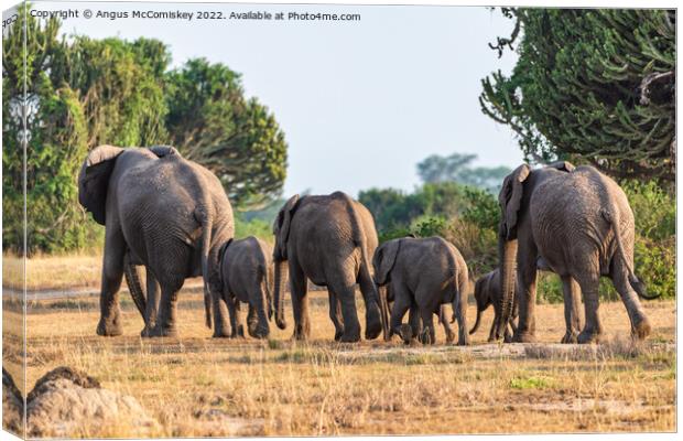 Family of elephants disappearing into bush, Uganda Canvas Print by Angus McComiskey