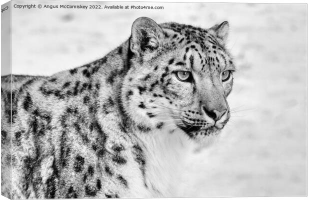 Snow leopard portrait #2 mono Canvas Print by Angus McComiskey