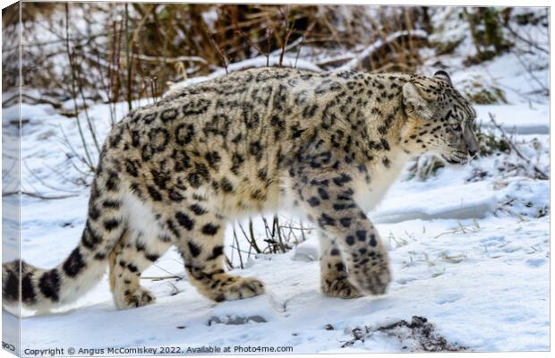 Snow leopard on the prowl Canvas Print by Angus McComiskey