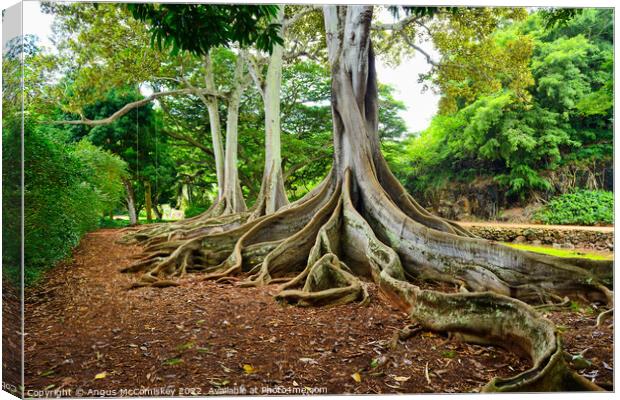 Ficus trees in Allerton Gardens on Kauai in Hawaii Canvas Print by Angus McComiskey