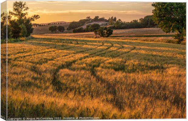 Golden Tuscan landscape at sunset Canvas Print by Angus McComiskey