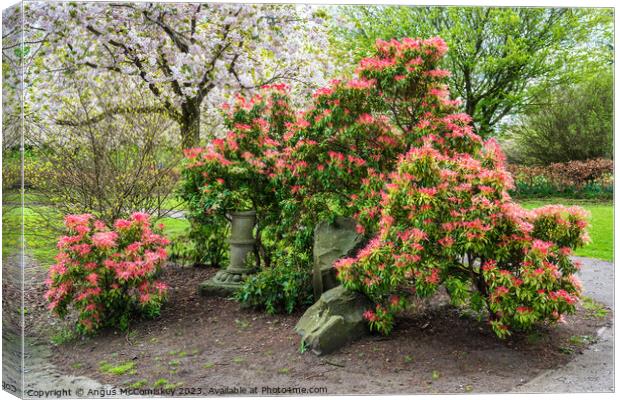 Spring Blossom in Lauriston Castle Japanese Garden Canvas Print by Angus McComiskey