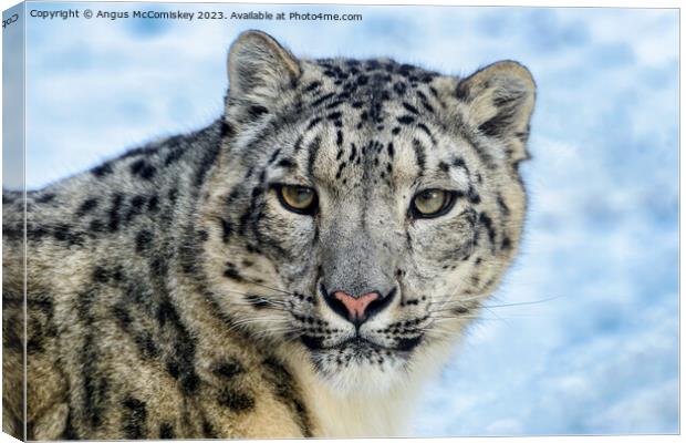 Snow leopard face to face Canvas Print by Angus McComiskey