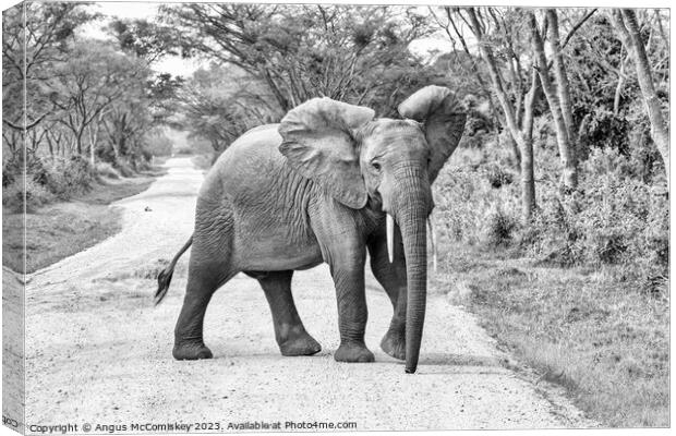 Young bull elephant on track in Uganda monochrome Canvas Print by Angus McComiskey