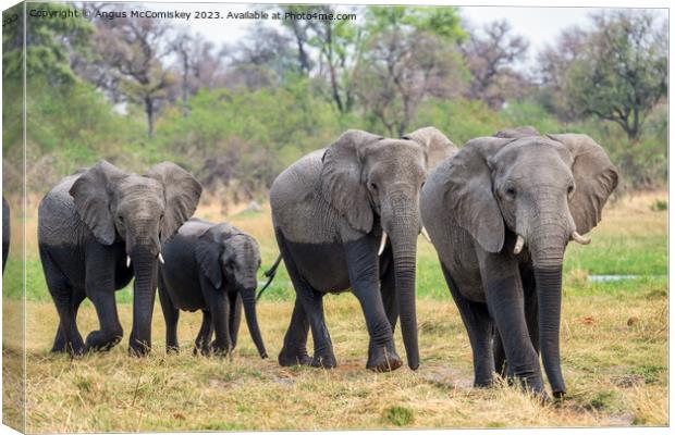 Elephants leaving river in Okavango Delta Botswana Canvas Print by Angus McComiskey