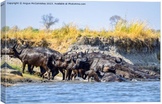 African buffalo on the Chobe River, Botswana Canvas Print by Angus McComiskey