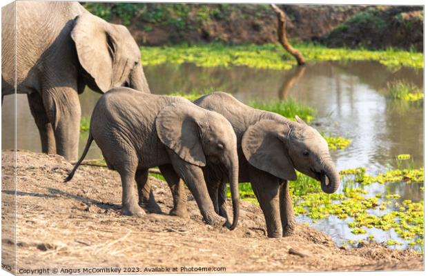 Baby elephants drinking Zambia Canvas Print by Angus McComiskey